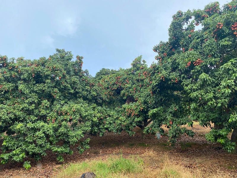 ���縣����yd12300�ƶ���·��֯ժ��֦�